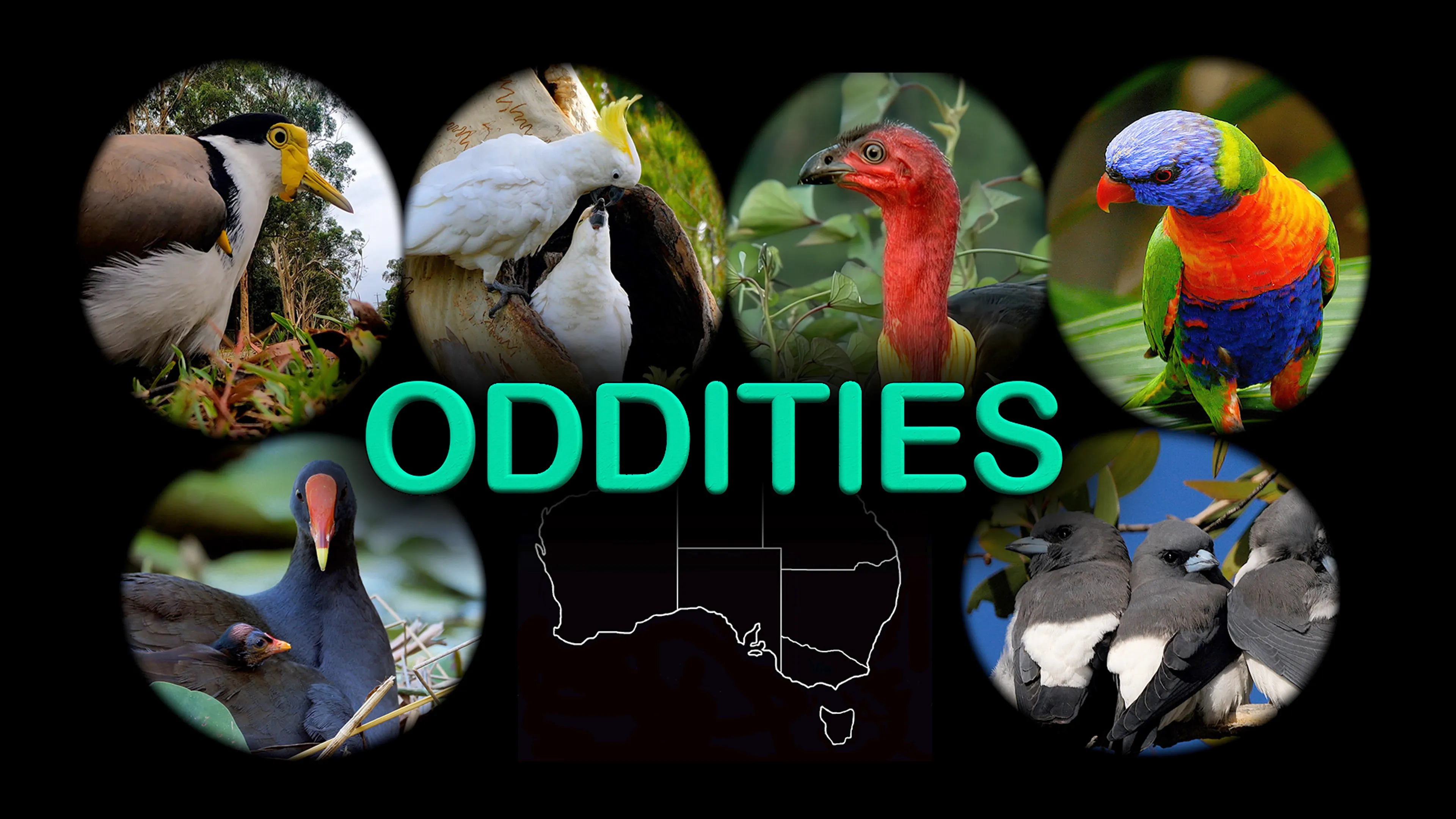 Oddities poster